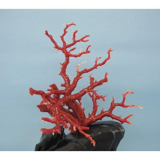 高知沖産血赤珊瑚の 拝見・置き物・原木 /置物/飾り/黒檀台/『宝石サンゴ』
