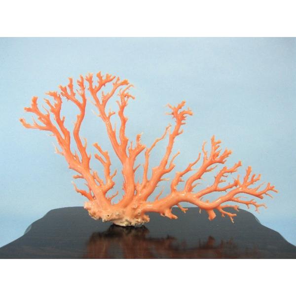 ピンク（ガーネ）珊瑚の置物/原木/拝見/（艶出し加工済み）/『宝石サンゴ』