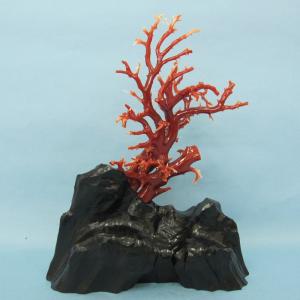 日本 高知産血赤珊瑚 原木 拝見 置物 素材 枝 パーツ 宝石サンゴ 珊瑚