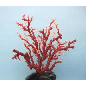 珊瑚原木　本珊瑚　宝石珊瑚　珊瑚置物　サンゴ　置物　桃珊瑚 珊瑚原木 本珊瑚 宝石珊瑚 珊瑚置物 サンゴ 置物 桃珊瑚 桃珊瑚珊瑚の