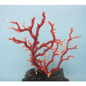 高知沖産血赤珊瑚の 拝見・置き物・原木 /置物/飾り/黒檀台/『宝石