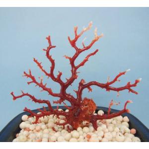 高知沖産血赤珊瑚の 拝見・置き物・原木 /置物/飾り/黒檀台/『宝石