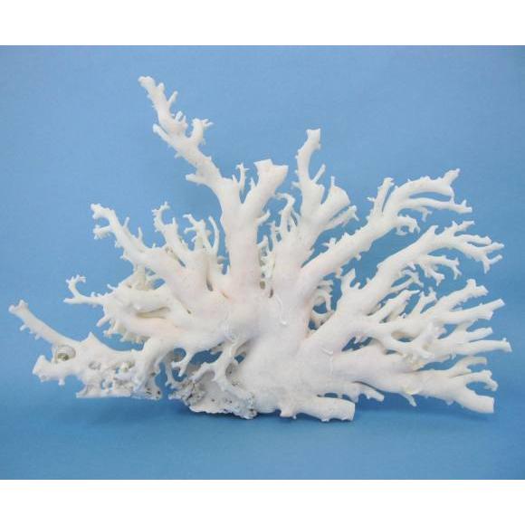 ミッド（白）珊瑚の原木 /原石/拝見/（723g） /『宝石サンゴ』/アクセサリー材料