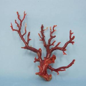 日本 高知産血赤珊瑚 原木 拝見 置物 素材 枝 パーツ 宝石サンゴ 珊瑚