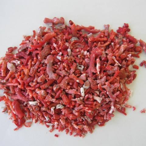 日本・高知産赤珊瑚のチップ /一袋１０匁（約37.5グラム） /天然/『宝石サンゴ』
