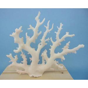春夏新作 珊瑚の原木 白珊瑚 桃色珊瑚 値段交渉可 アンティーク コレクション その他 16 768 Eur Artec Fr