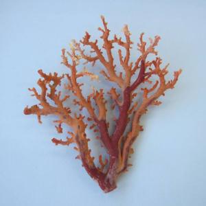 日本 高知産血赤珊瑚 原木 （2本セット） 素材 枝 パーツ 宝石サンゴ