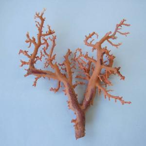 日本 高知産血赤珊瑚 原木 拝見 置物 素材 枝 パーツ 宝石サンゴ 珊瑚