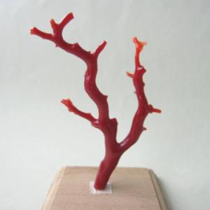 白珊瑚の原木・拝見・置物/艶出し加工済み/黒檀台/『宝石サンゴ