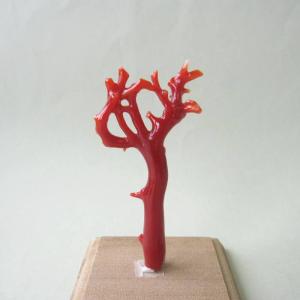 日本 高知産血赤珊瑚 原木 拝見 置物 素材 枝 パーツ 宝石サンゴ 珊瑚