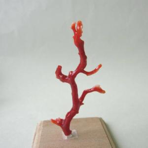 日本 高知産血赤珊瑚 原木 拝見 置物 素材 枝 パーツ 宝石サンゴ