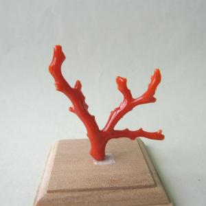 石流通センター 原木一点物 原木 天然赤珊瑚 (特大) 額付き No 石流通センター 原木一点物 原木 天然赤珊瑚 (特大) 額付き No