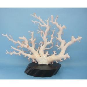 日本 高知産血赤珊瑚 原木 （2本セット） 素材 枝 パーツ 宝石サンゴ