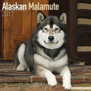2017ドッグカレンダー　5「アラスカンマラミュート」（英国製）｜tosindo