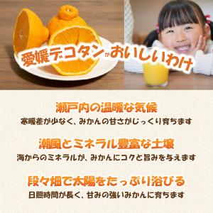 デコタンゴール 500ml瓶 × 6本入 伯方...の詳細画像2