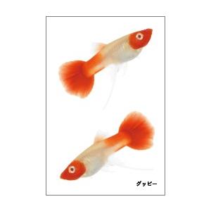 丹頂グッピーの魚シール｜totomonya