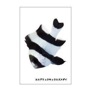 ヨスジリュウキュウスズメダイの魚シールの商品画像