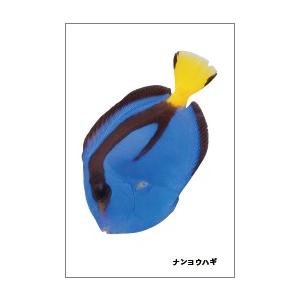 ナンヨウハギの魚シールの商品画像