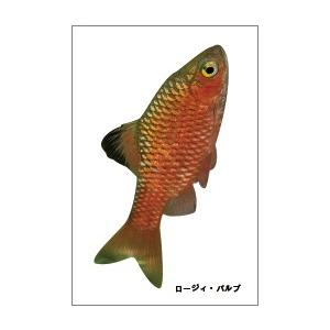 ロージィ・バルブの魚シールの商品画像