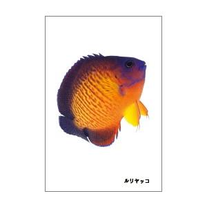 ルリヤッコの魚シールの商品画像