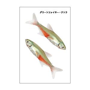 グリーンファイヤー・テトラの魚シールの商品画像