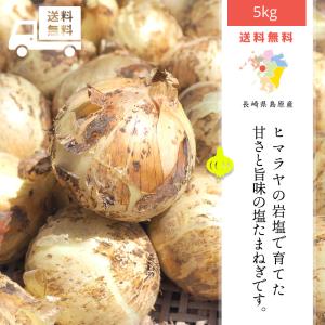 【3月下旬頃より出荷】塩たまねぎ[5kg]新たま...の商品画像