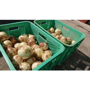 【3月下旬頃より出荷】塩たまねぎ[5kg]新た...の詳細画像3