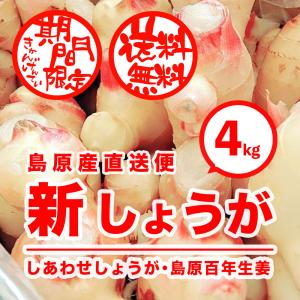 新生姜［4kg］ 長崎県産 島原 直送 / 松本農園の新しょうが まとめ買い / 甘酢漬け ガリ 紅生姜 新ショウガ 生姜