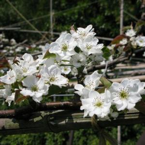 とっとり二十世紀梨ワイン 500ml(鳥取県の...の詳細画像2