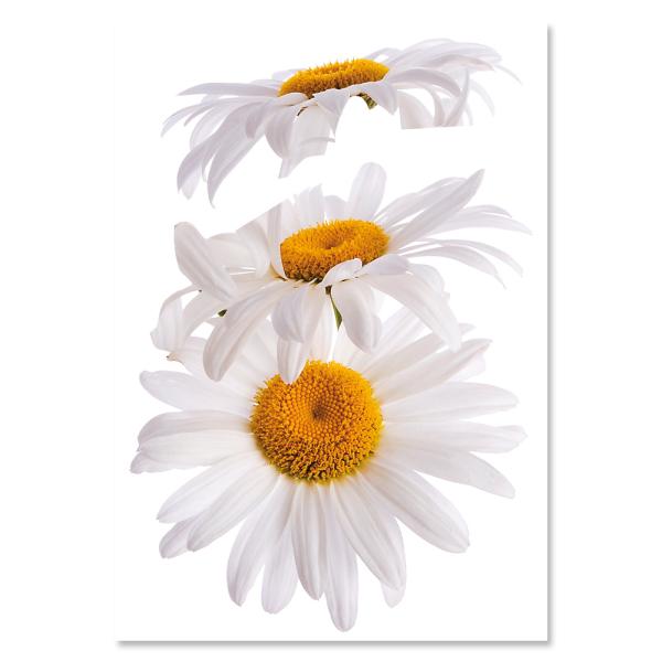 ウォールステッカー 花 特大 デイジー おしゃれ 高級感