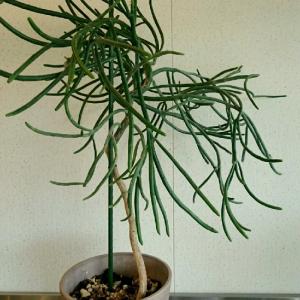 オンコクラータ ユーフォルビア 木質化 木立 ...の詳細画像2
