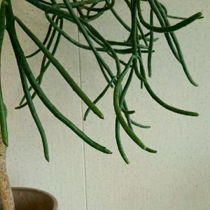 オンコクラータ ユーフォルビア 木質化 木立 ...の詳細画像3