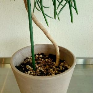 オンコクラータ ユーフォルビア 木質化 木立 ...の詳細画像4