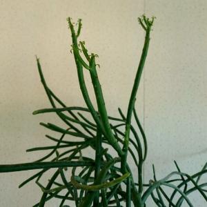 オンコクラータ ユーフォルビア 木質化 木立 ...の詳細画像5