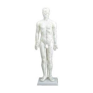 経穴模型 男性モデル 60cm トワテック 人体模型 解剖