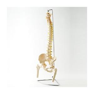 脊椎模型　脊柱模型可動型 脊柱模型 大腿骨付きモデル