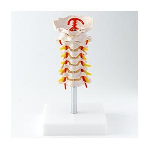頚椎模型 トワテック　人体模型　解剖　実物大