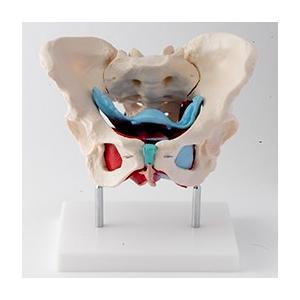 女性骨盤模型 トワテック　人体模型　解剖　実物大