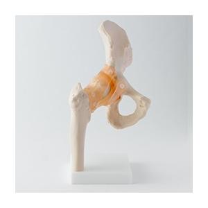 トワテック社 人体模型