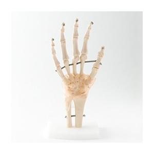 手関節模型 靭帯付き 人体模型　人体模型　解剖　実物大