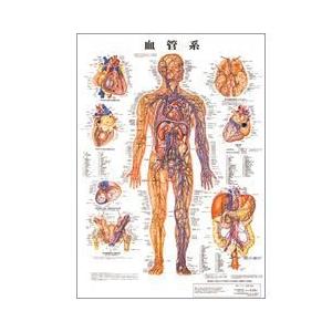 人体チャート　血管系　ポスターサイズ・ラミネート版　86×62cm