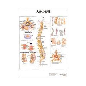 人体チャート　人体の脊柱　ポスターサイズ・ラミネート版　70×51cm