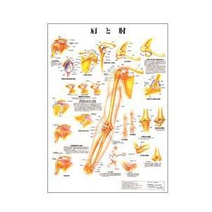 人体チャート　肩と肘　ポスターサイズ・ラミネート版　70×51cm