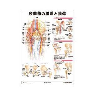 ミニポスター　股関節の構造と損傷　51.5×36.4cm 医道の日本社