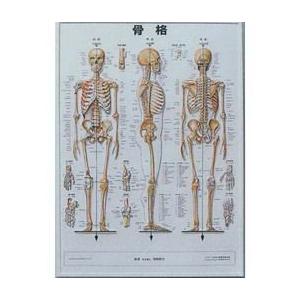 3d人体チャート 骨格 74 54cm 医道の日本社 015 0002 001 テーピング 鍼 灸 トワテック 通販 Yahoo ショッピング