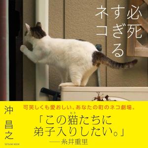 沖昌之 必死すぎるネコ Mookの詳細画像1