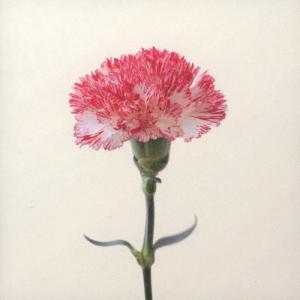 TOMOO Blink CD : EastRiverrr-shop - 通販 - Yahoo!ショッピング