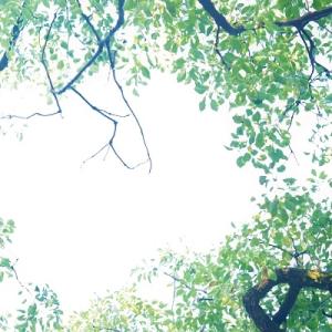 The Hey Song New Horizon CD