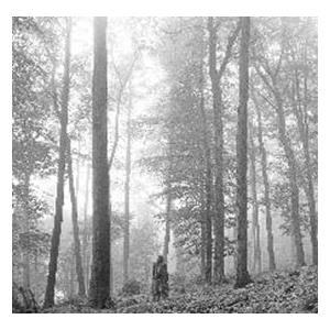 Taylor Swift Folklore 1 The In The Trees Edition Deluxe Cd Cd タワーレコード Paypayモール店 通販 Paypayモール