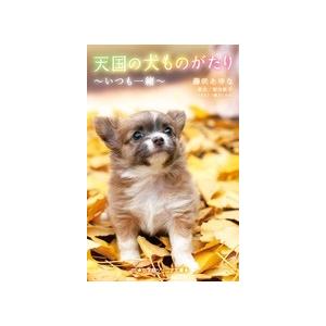 堀田敦子 天国の犬ものがたり〜いつも一緒〜 Book